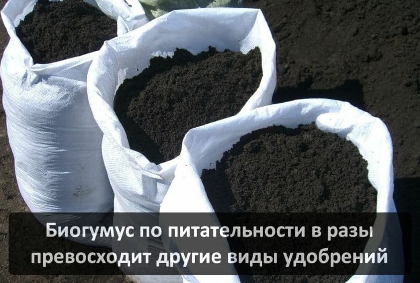 органик биологик ўгитлар беагомис — 1