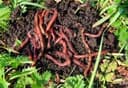 biyogomus