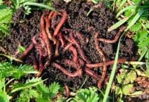 biyogomus