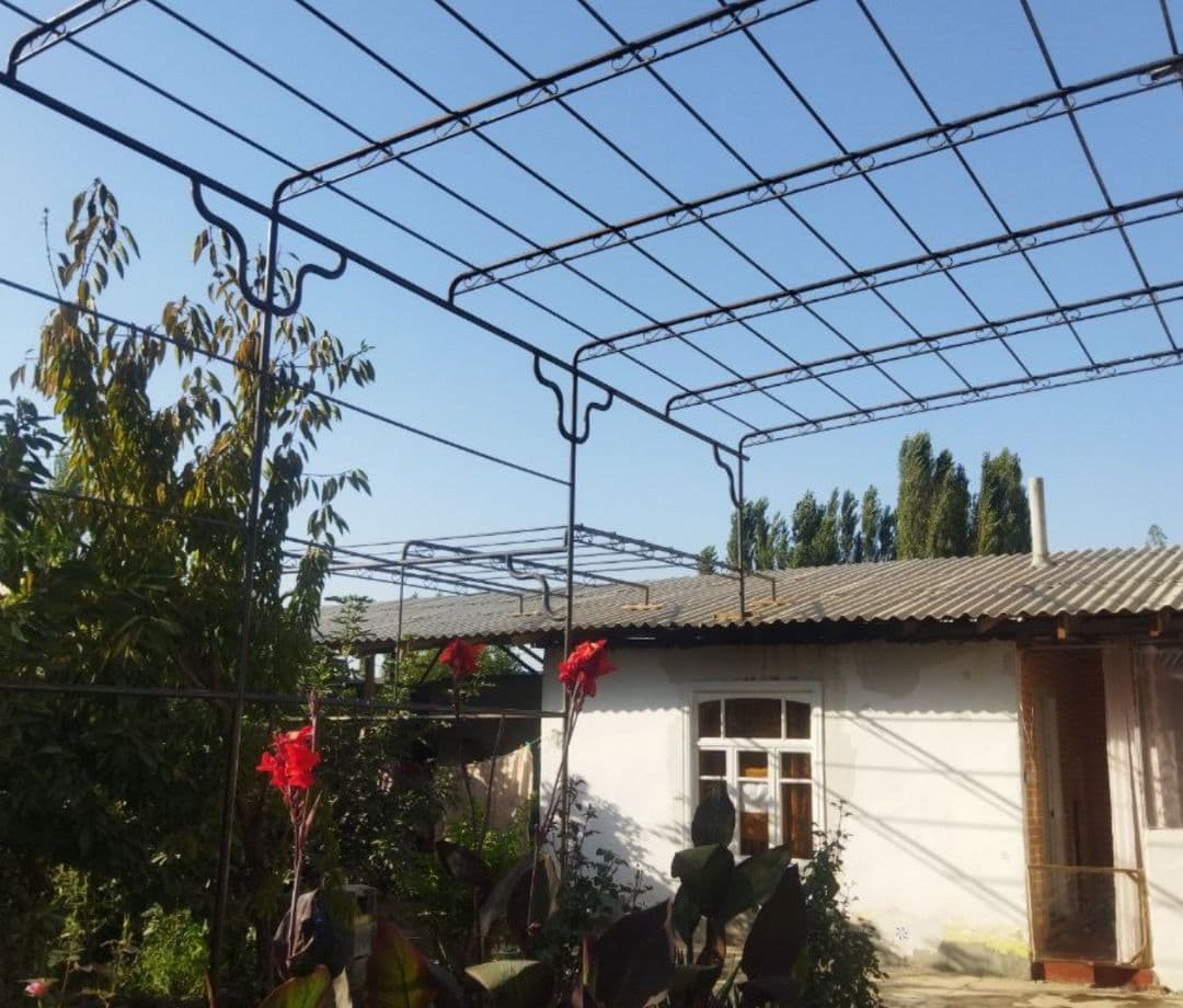 Uzum so'rtak — 1