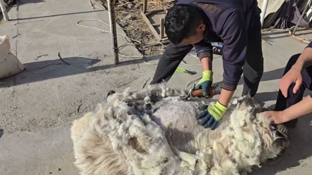 tirik qochqor va qo'y va mayda shoxli hayvonlardan olinadigan hayvon junlari — 1
