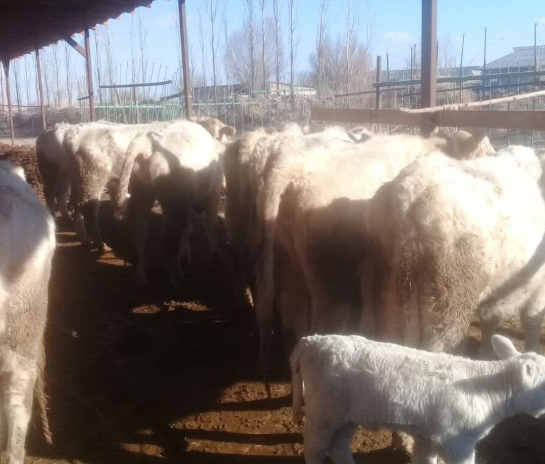 nasilli sigir va buqalr — 1