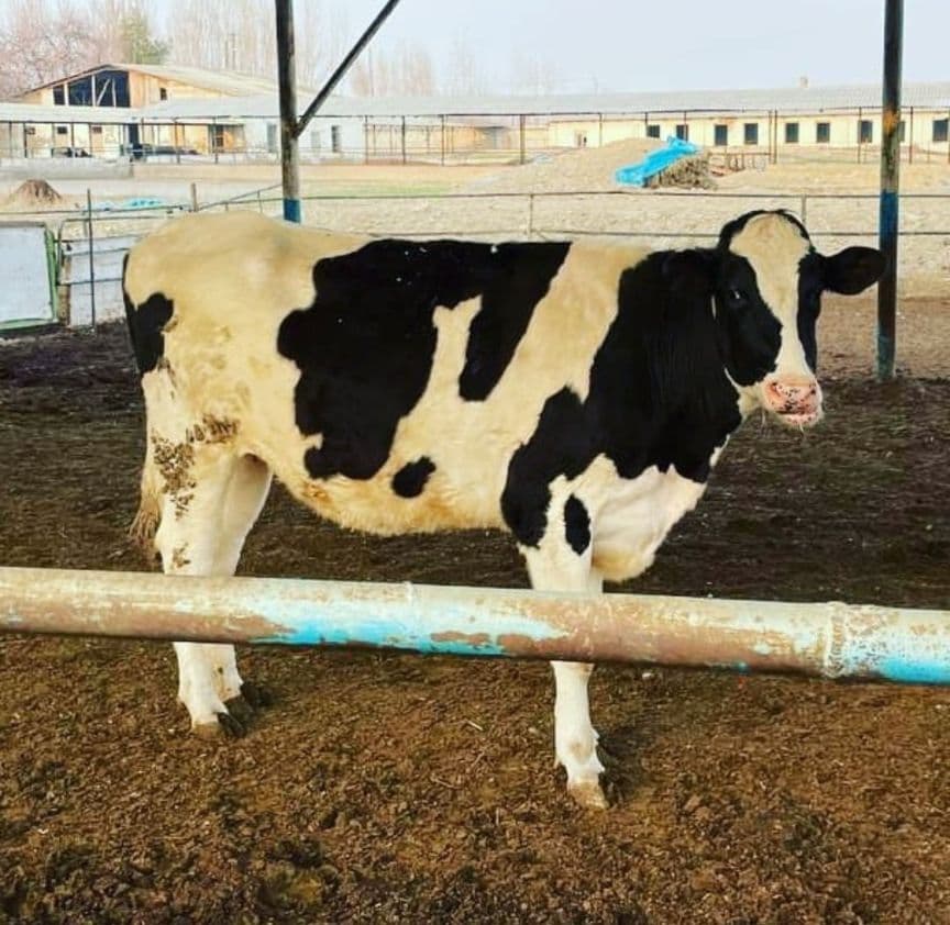 maxalliy sigir buzoqchasi bilan — 1