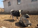 Nasilli qora mollar