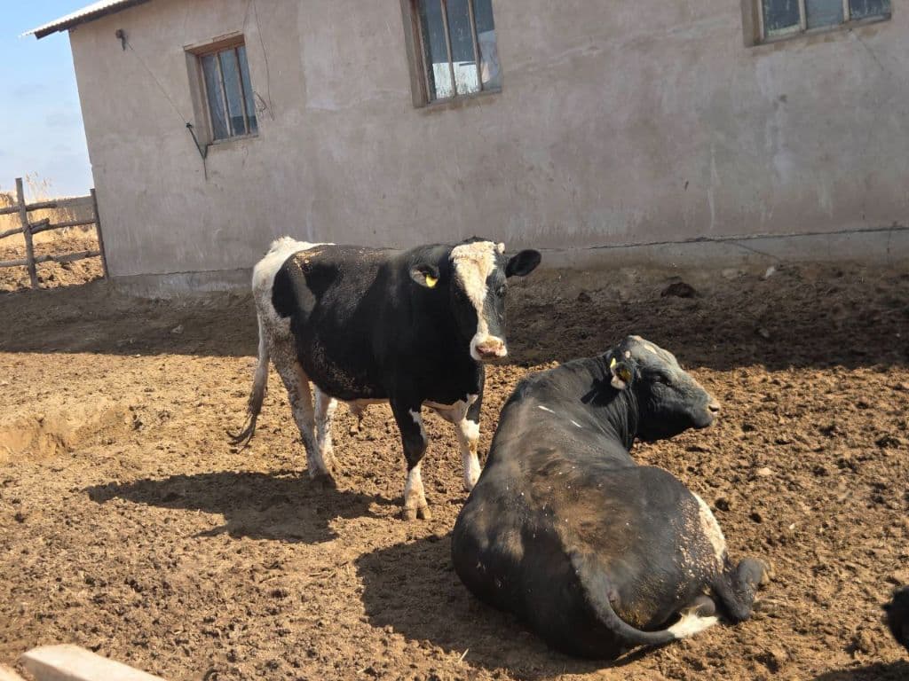 Nasilli qora mollar — 1