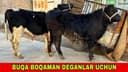 TIRIK VAZNLI BUZOQLAR . BUQACHALAR VA GUNAJINLAR