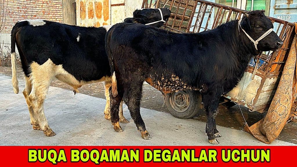 TIRIK VAZNLI BUZOQLAR . BUQACHALAR VA GUNAJINLAR — 1