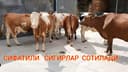 Тирик сигирлар