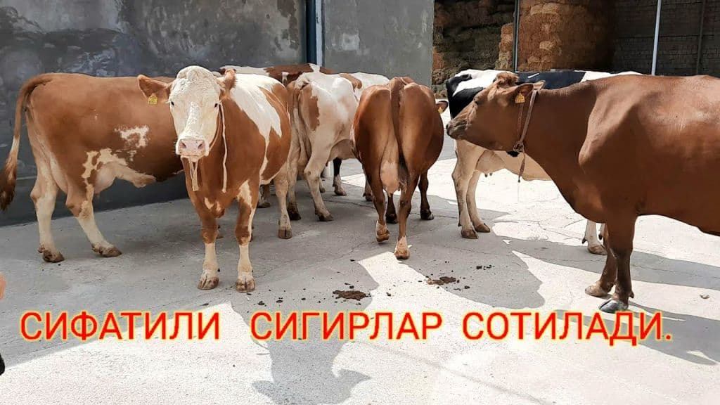 Тирик сигирлар — 1