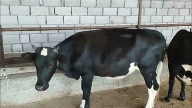 Тирик сигирлар