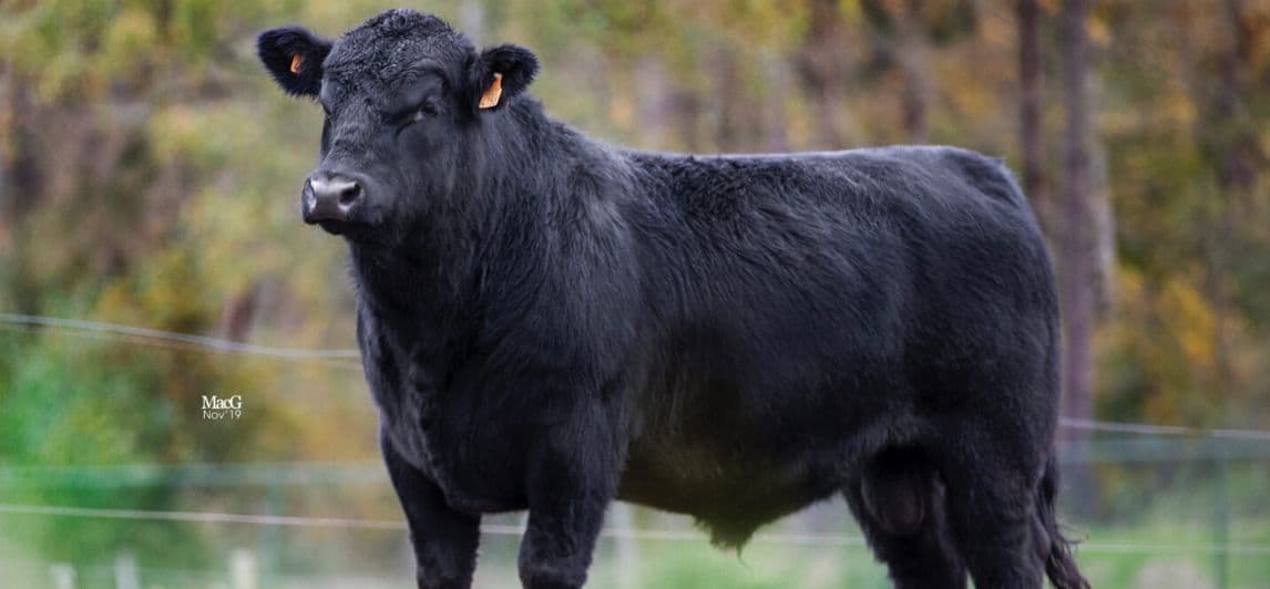 BUZOQ (angus zotli) — 1