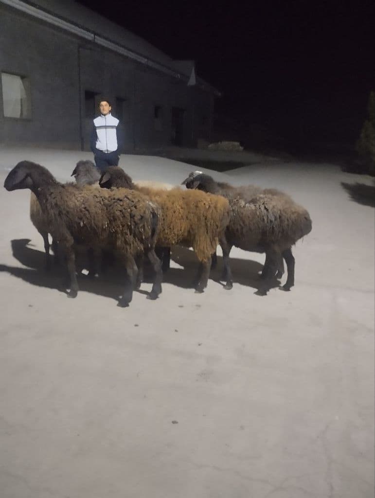 3 та она бола қўйлар — 1