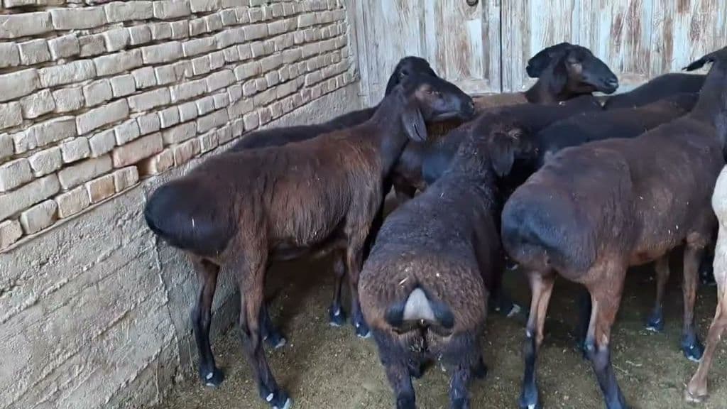 chorva mollari — 1