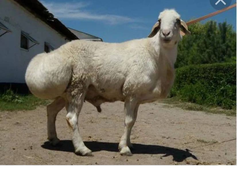 TIRIK QO'Y — 1