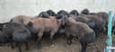 Тирик қўй
