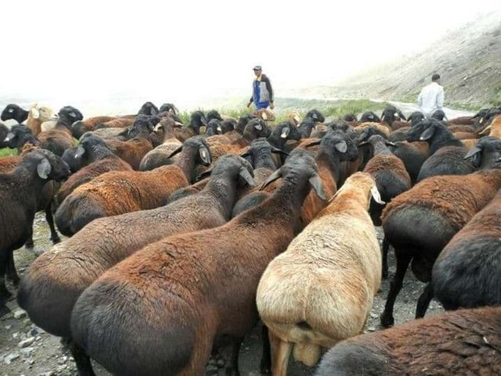 ZOTDOR QOYLAR — 1