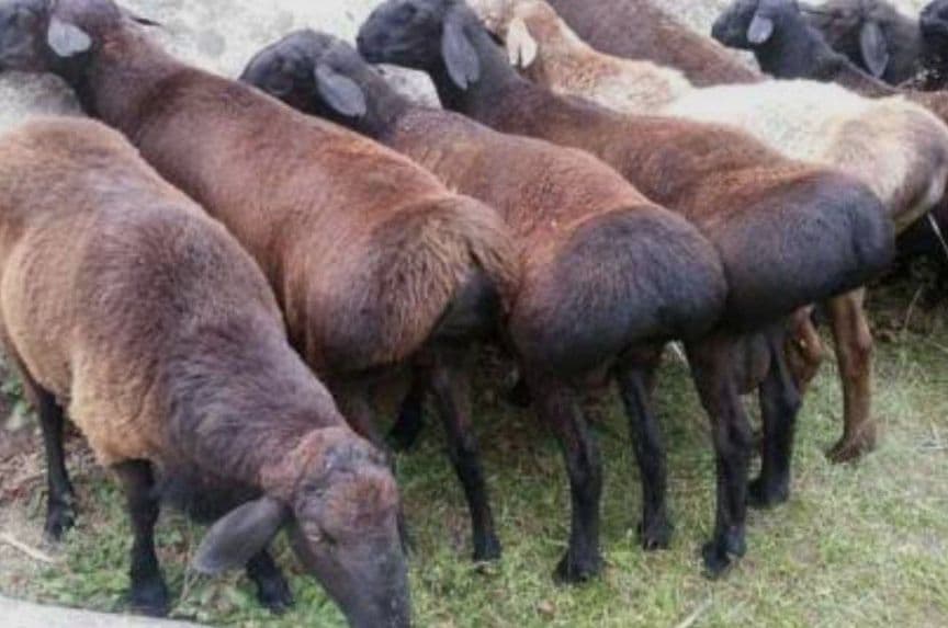 насилли қўйлар — 1