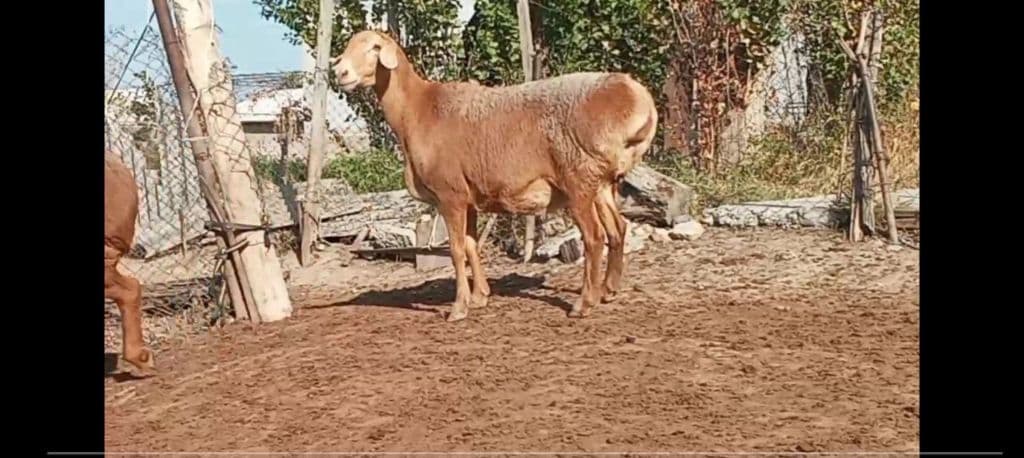 Қирғизистон зотли қўйлари — 1