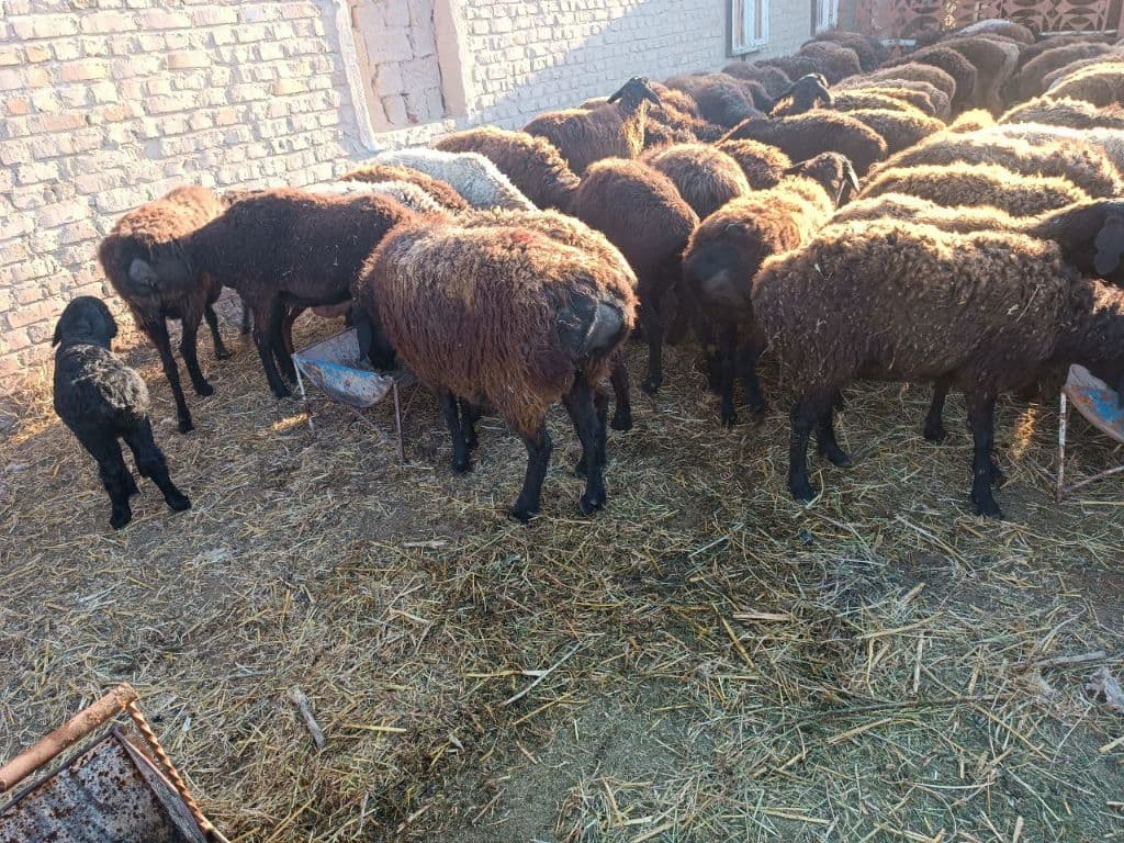 Tirik qo`y