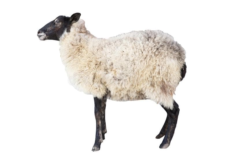 Zotdor qo'ylar