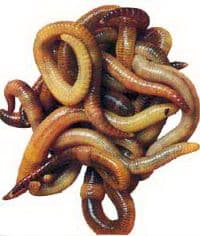 BIOGOMUS — 1