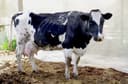 MOL (mahalliy)