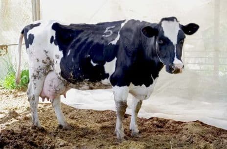 MOL (mahalliy) — 1