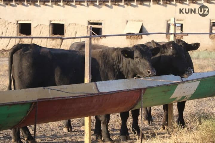 Xonaki, nasldor uy sigirlari