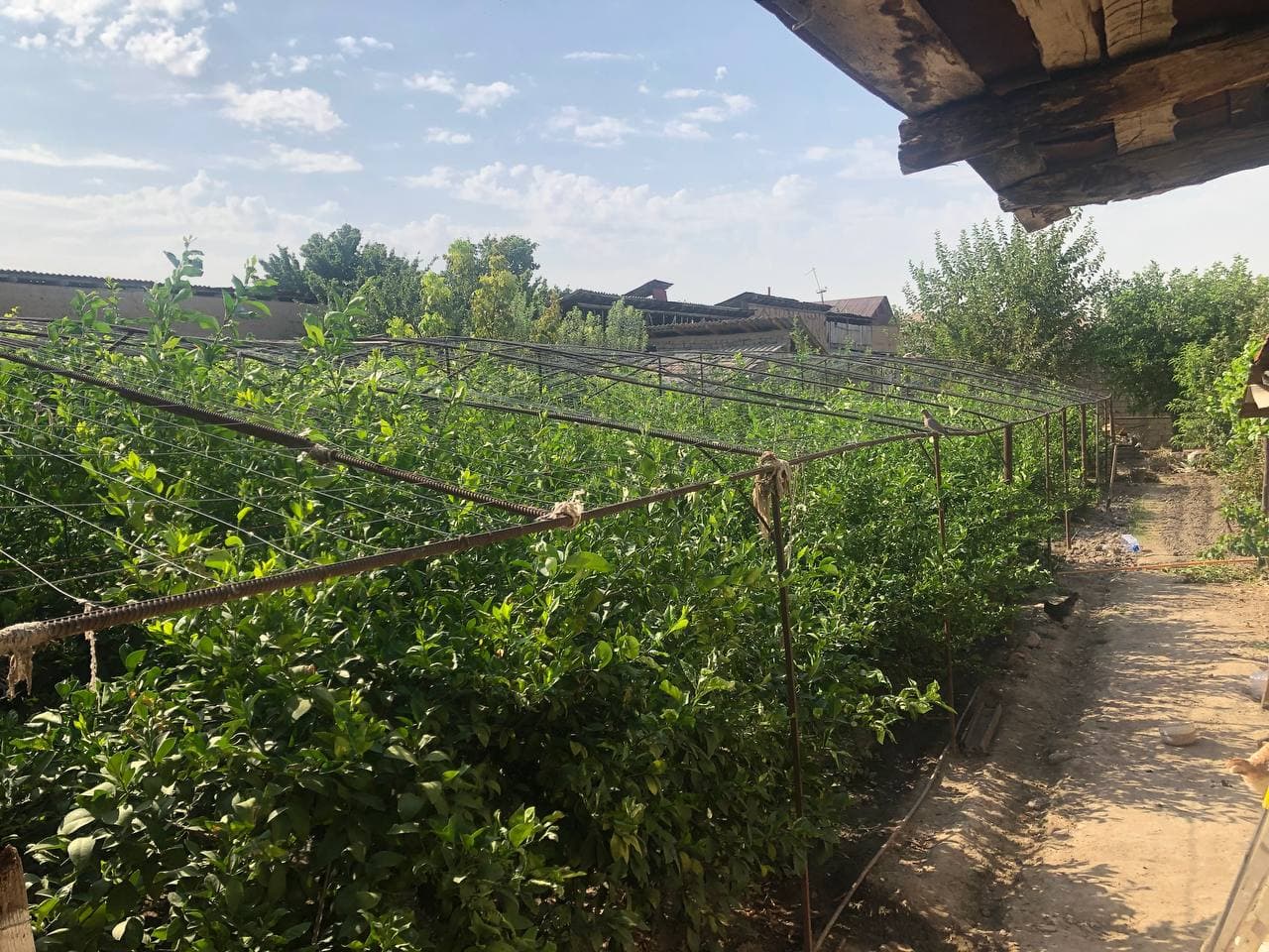 Кибрай тумани Чимкент йу’ли кучаси — 5