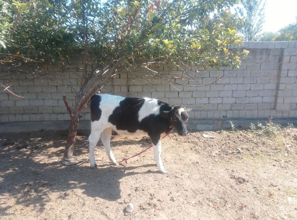 Qora mollar gunajinlar — 2