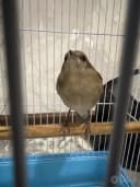 Bulbul +200gram qurti bilan