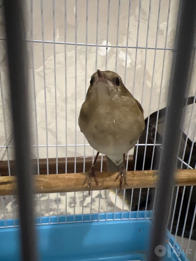 Bulbul +200gram qurti bilan — 1