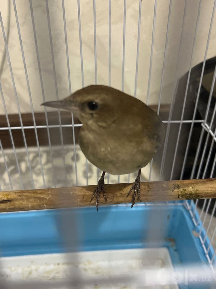 Bulbul +200gram qurti bilan — 2