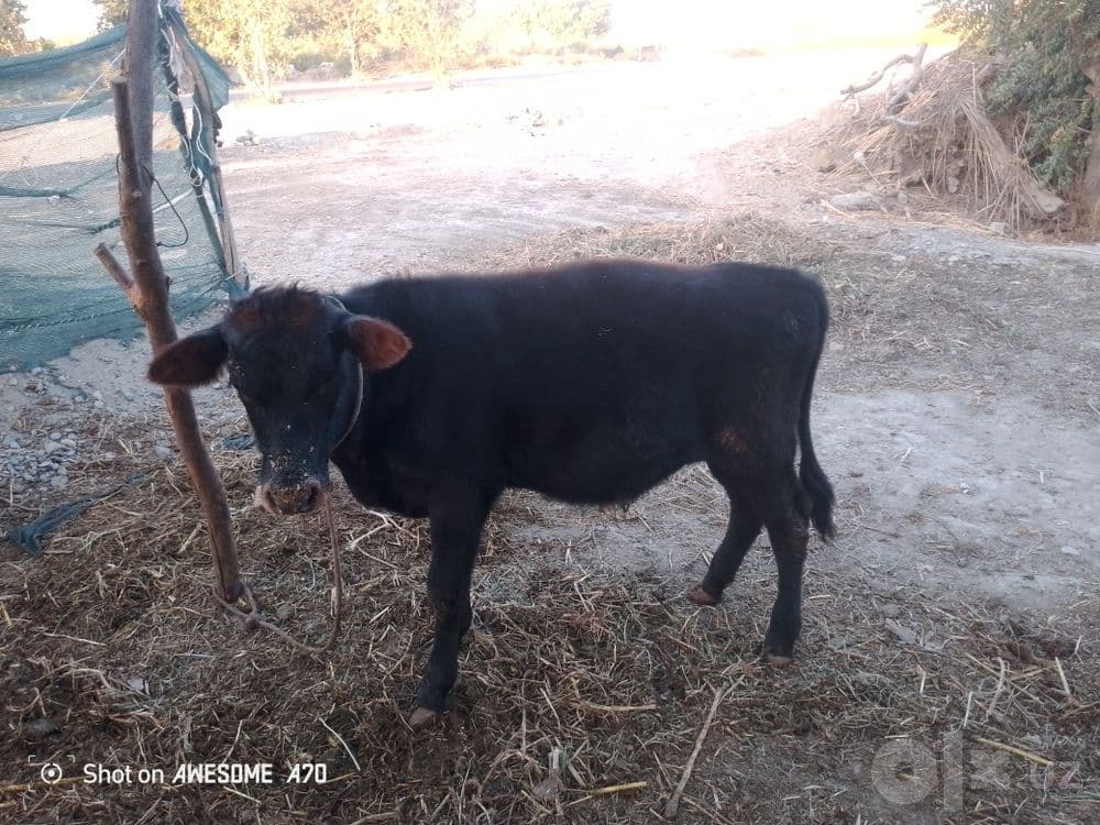 Buqacha sotiladi Yeyishi Javob Adres Sarxang Qishlog'i — 2