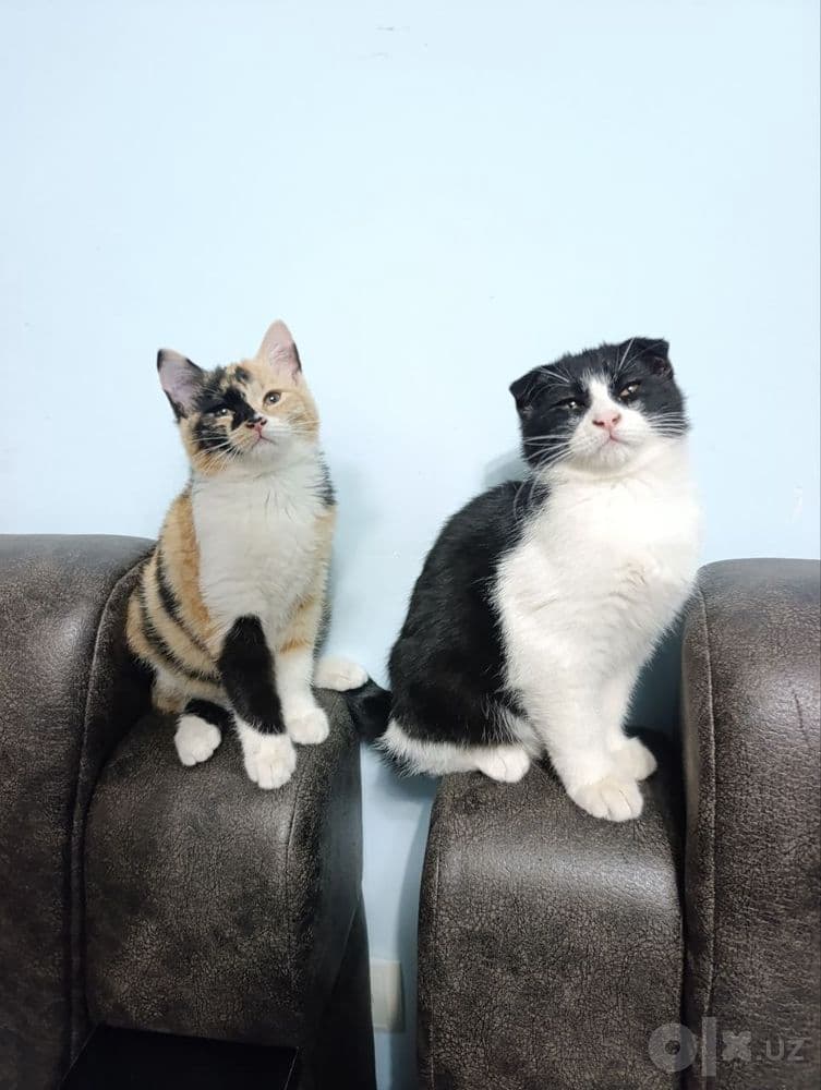 Mushuklar 4 dona коты 4 штук — 3