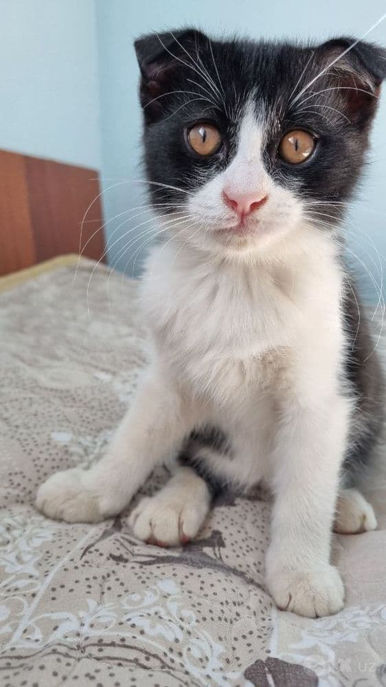 Mushuklar 4 dona коты 4 штук — 8