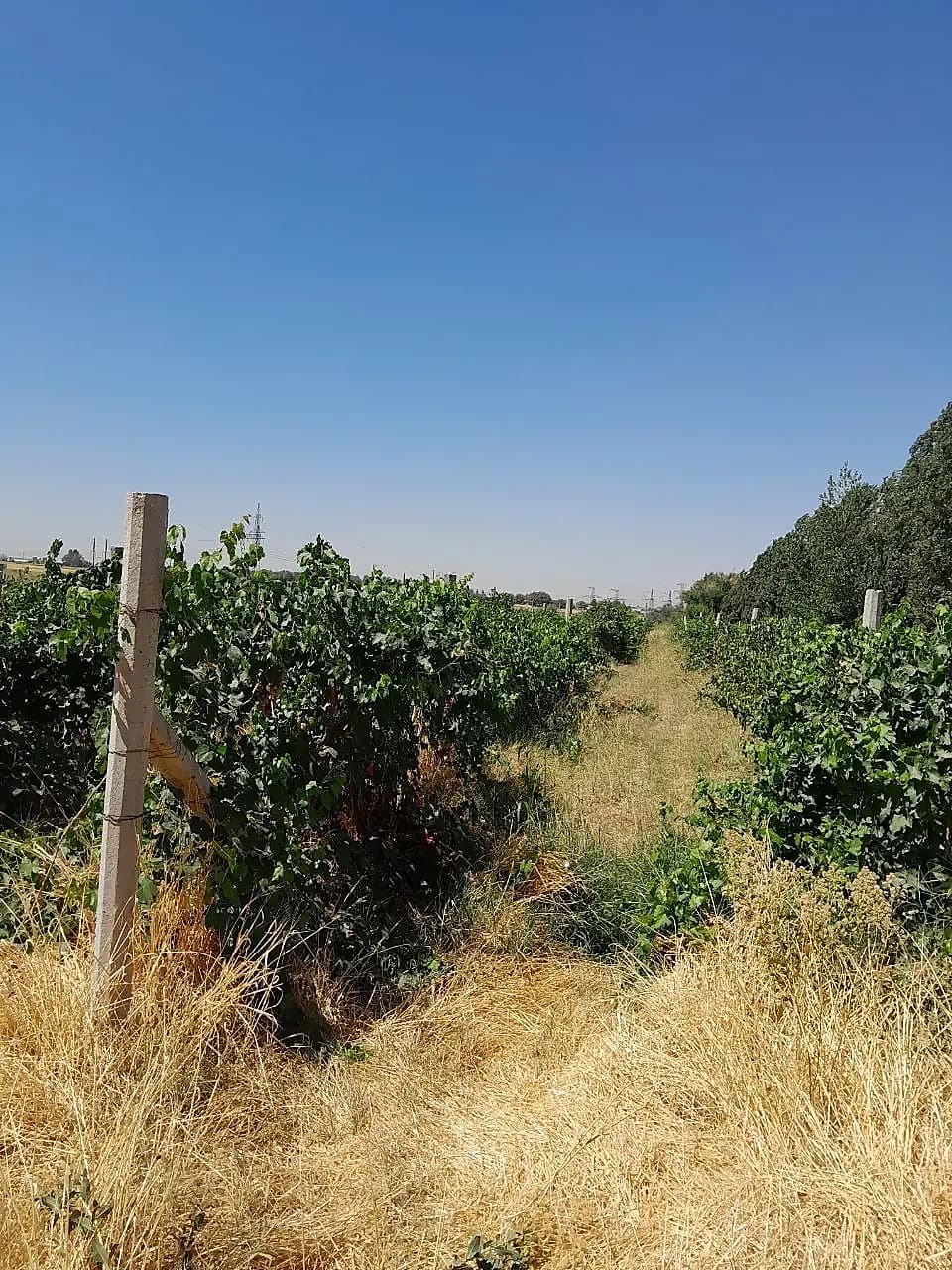 Бог узимзор сотилади 3гектар учк,арамонда — 1