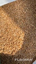 Пшеница 3-й класс