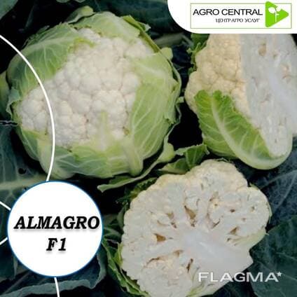 Gulkaram "ALMAGRO" — 1