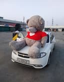 Ayiq teddy Teddy