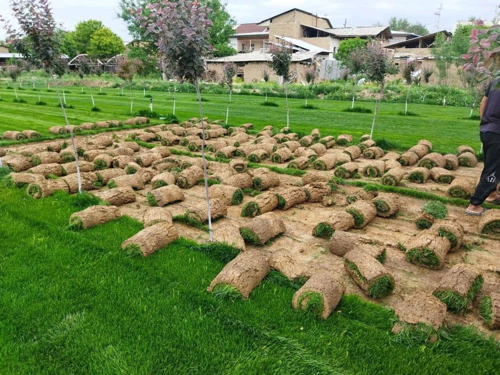 Tayyor tabiiy rulonli gazon sotamiz. — 1