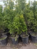 Манзарали ва мевали дарахт кучатларимиз сотувда оладиганлар тел