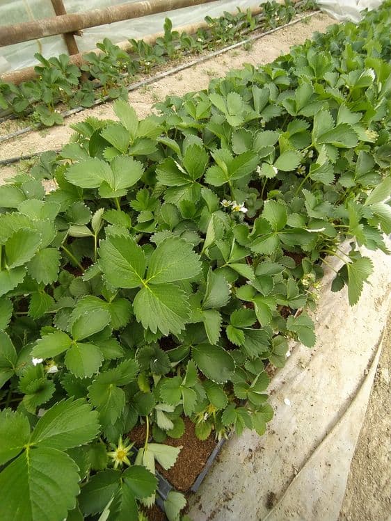 Qulupnay kochatlari sotuvda — 1