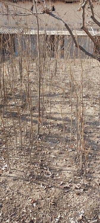 Pekan yong'og'i. — 1
