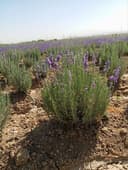 Lavanda razmarin gullari cheklanmagan miqdorda sotiladi dona optom