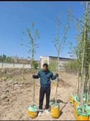 Дарахт ва арча кучатлари
