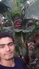 Banan ko'chatlar