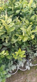 Sovuq urmagan limon koʻchatlari