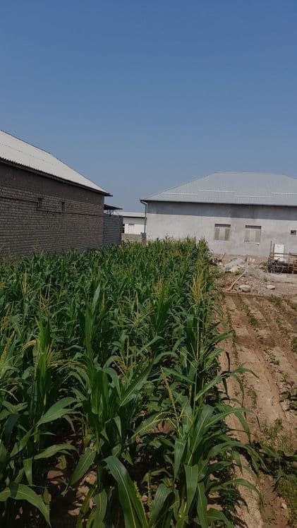 Toshkent viloyati, ortasaroyda 3 sotix quruq yer uchastkasi sotiladi — 1