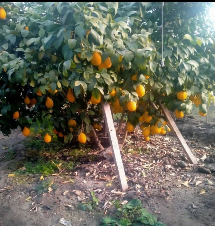Issiqxona sotiladi ijaraga birladi — 1